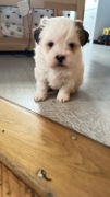 Pies razy shi tzu