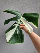 Monstera Jungle Mint naturalny mint duża pędówka ukorzeniona 