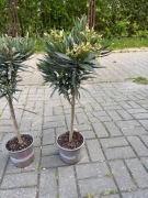 Oleander z Królestwa Niderlandów