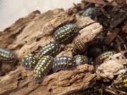 Isopody Armadillidium Gestroi 10 szt.