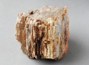 Skamieniałe drzewo Dadoxylon  araukaria karbońska 