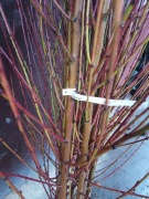 Drzewka owocowe 150 cm 180 cm