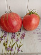 Pomidor Long Tall Sally  kolekcjonerski