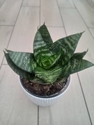 Sanseverie różne gatunki 