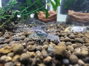 Rak miniaturowy - Cambarellus shufeldtii - Pakiet 2 + 3