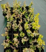 Sadzonki trzemielina fortune'a 