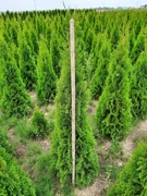 Thuja szmaragd grunt, thuja na żywopłot, 120-130cm