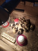 Kaczki francuskie piżmowe