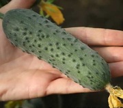 Ogórek Domani F1 - Nasiona Holenderskie