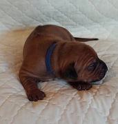 RHODESIAN RIDGEBACK szczenięta rodowodowe po championach ZKwP/FCI