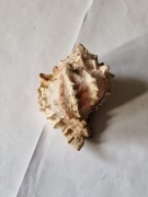 Muszla Morskiego Ślimaka – Duża (Wysokość 6 cm, Długość 10 cm)