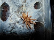 Neoholothele incei gold L2/L3