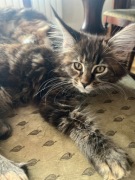 Maine coon koty rasowe
