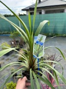 Kordylina (cordylina) australijska PEKO  