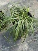 Turzyca 'The Beatles' Carex caryophyllea
