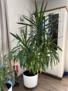 Juka gwatemalska 205 cm