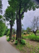 Drzewa lipy -  drewno z lipy (3 duże drzewa do wycięcia)