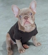 Buldog francuski chlopak