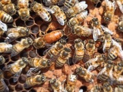 Matki pszczele Buckfast 2025 GZ, Hig+, Anatolica, VSH