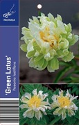 Piwonia lactiflora Green lotus
