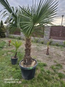 Palma trachycarpus fortunei