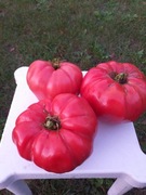 Luba Malinowy pomidor kolekcjonerski