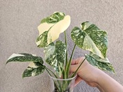 Monstera Thai Mutation hydroponika platinum 