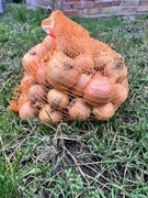 Cebula Rijnsburger 5 kg