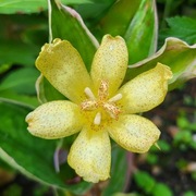 Trójsklepka Osumi / Tricyrtis ohsumiensis Fukurin Fu