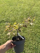 Klon palmowy „Uncle ghost”