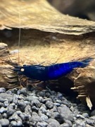 Royal Blue Tiger OE HIGH Caridina