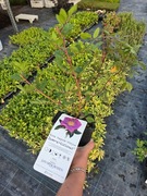 Róża pomarszczona, jadalna, 2L 