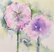 Akwarela 21x21 - "Czosnki urzekająi"