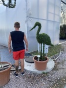 Bocian / Flaming / Ligustr / Ligustrum Jonandrum 