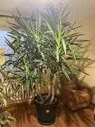 Juka kwiat doniczkowy 2,5 metra