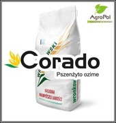 Pszenżyto Ozime CORADO - Plenne Zdrowe Sztywne Nasiona Pszenżyta Danko