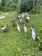 Kaczki biegusy indyjskie