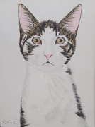 Obraz - Kot na białym tle