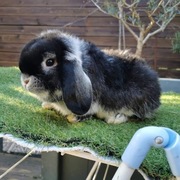 Mini Lop króliki miniaturki o łagodnym charakterze