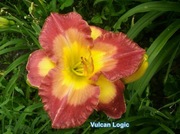 Liliowiec Vulcan Logic