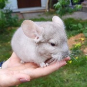 Szynszyla Szuka Domu!