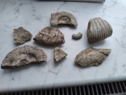 Skamielina. Zestaw. Amonit