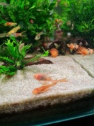 Glonojady czerwone weloniaste