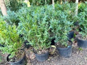 Bukszpan -ukorzeniony w donicy : 50cm szkółka W-wa