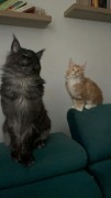 Koty w typie Maine Coon