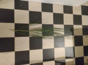 Ozdobna gałązka. Żarnowiec. Sztuk 10.