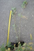 Boże drzewko-bylica( Herba Abrotani) sadzonka 