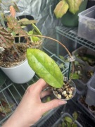 hoya | sadzonka rosnąca