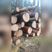 Sosna opałowa w wałkach