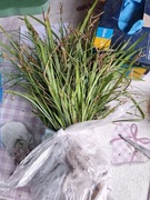 Trawki zimozielone.5 sztuk